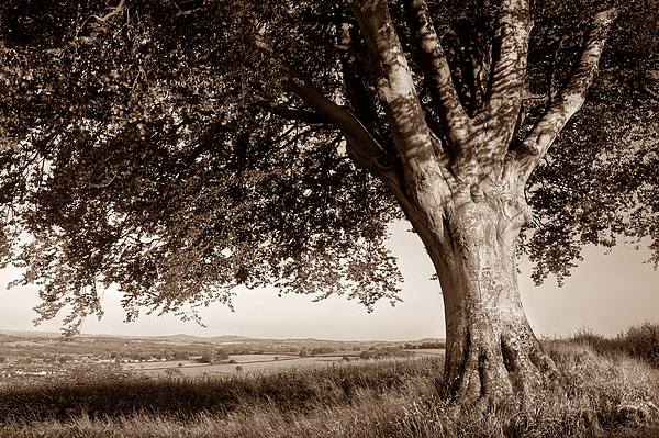 Beech Tree in Sepia Picture Board by Darren Galpin