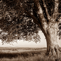 Buy canvas prints of Beech Tree in Sepia by Darren Galpin