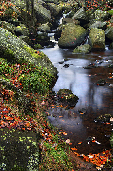 Autumn Colours in Padley Gorge Picture Board by Darren Galpin