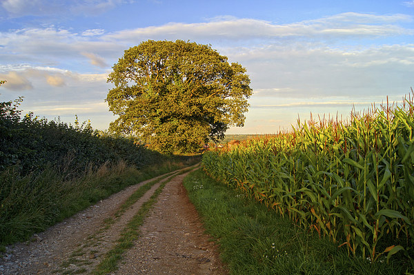 Oak Tree & Country Lane Picture Board by Darren Galpin