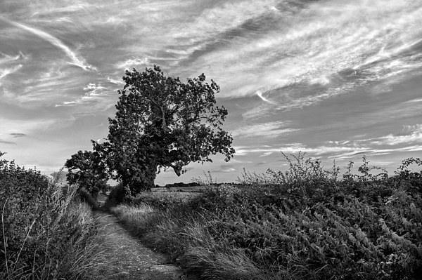 Country Lane in Mono Picture Board by Darren Galpin