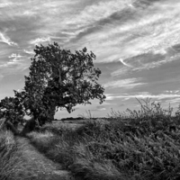 Buy canvas prints of Country Lane in Mono by Darren Galpin