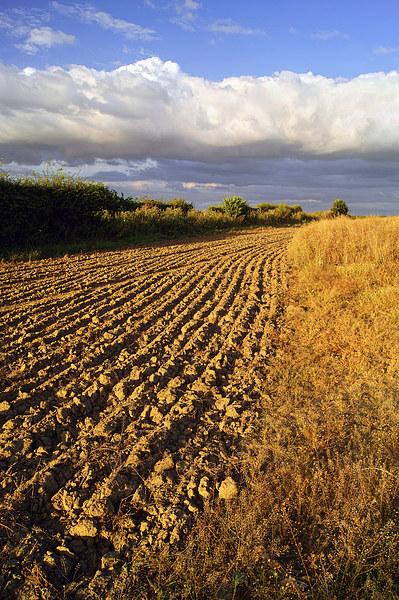 Ploughed Field Picture Board by Darren Galpin