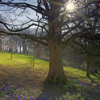 Buy canvas prints of Springtime in Sheffield by Darren Galpin