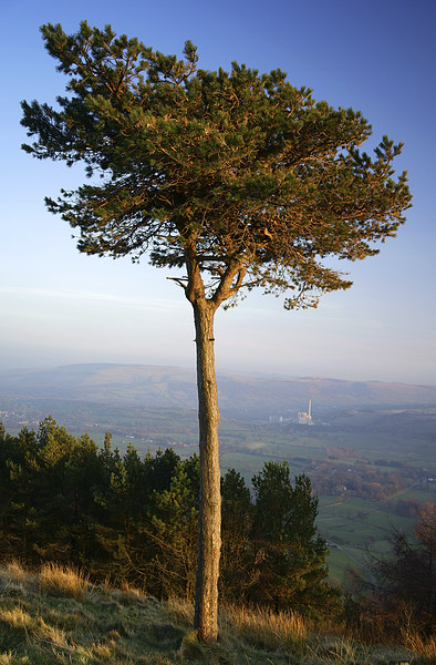Back Tor Scots Pine Picture Board by Darren Galpin