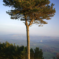 Buy canvas prints of Back Tor Scots Pine by Darren Galpin