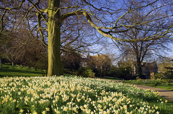 Sheffield Botanical Gardens in Spring Picture Board by Darren Galpin