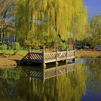 Buy canvas prints of Weston Park Pond, Spring Reflections by Darren Galpin
