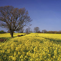 Buy canvas prints of Rapeseed field & Tree, Derbyshire by Darren Galpin