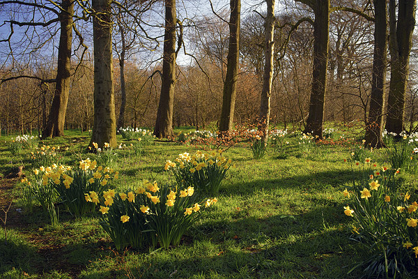 Graves Park Daffodils, Sheffield Picture Board by Darren Galpin