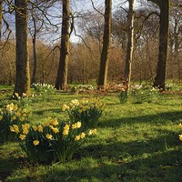 Buy canvas prints of Graves Park Daffodils, Sheffield by Darren Galpin