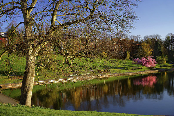 Crookes Valley Park in Spring Picture Board by Darren Galpin
