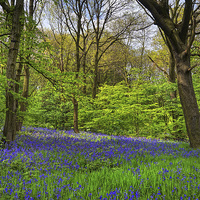 Buy canvas prints of Woolley Wood Bluebells by Darren Galpin