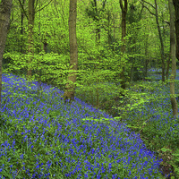 Buy canvas prints of Woolley Wood Bluebells 2 by Darren Galpin