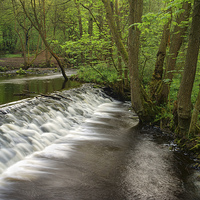Buy canvas prints of Rivelin Falls in Spring by Darren Galpin