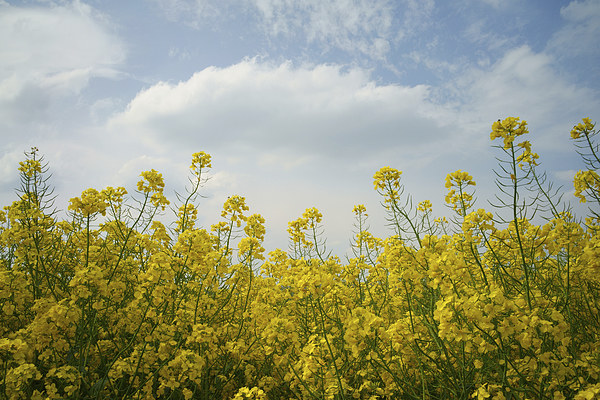 Rapeseed field,South Yorkshire Picture Board by Darren Galpin