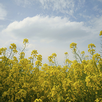 Buy canvas prints of Rapeseed field,South Yorkshire by Darren Galpin