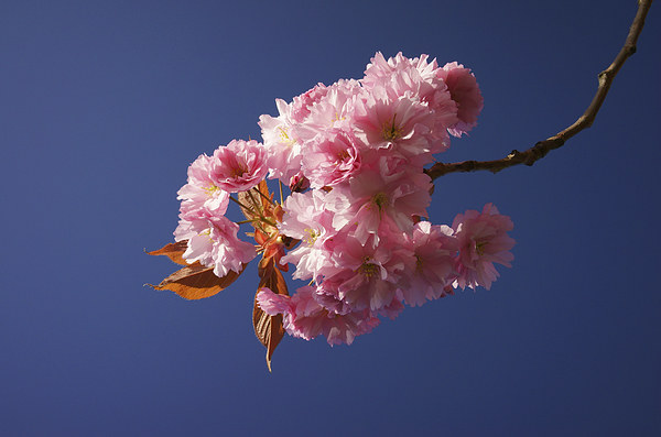 Cherry Blossom Framed Print by Darren Galpin