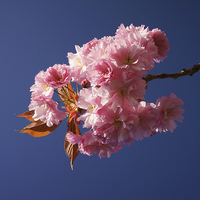 Buy canvas prints of Cherry Blossom by Darren Galpin