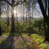 Buy canvas prints of Bluebell Sunrise by Darren Galpin