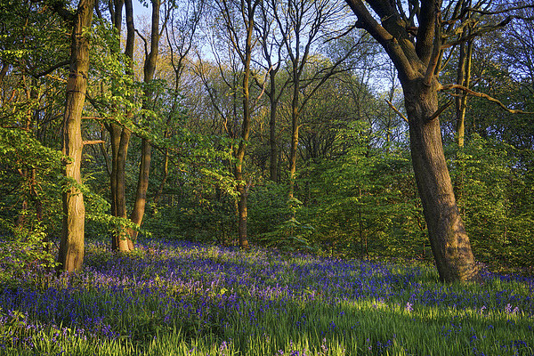 Bluebell Wood Picture Board by Darren Galpin