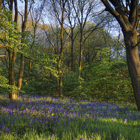 Buy canvas prints of Bluebell Wood by Darren Galpin