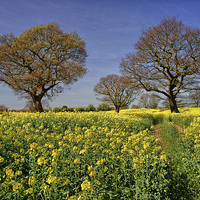 Buy canvas prints of Rapeseed field & Trees, Derbyshire by Darren Galpin