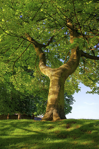 Y Shaped Tree, Hillsborough Park,Sheffield Picture Board by Darren Galpin