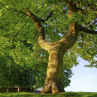 Buy canvas prints of Y Shaped Tree, Hillsborough Park,Sheffield by Darren Galpin