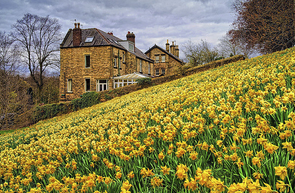Field of Daffodils Picture Board by Darren Galpin