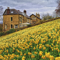 Buy canvas prints of Field of Daffodils by Darren Galpin