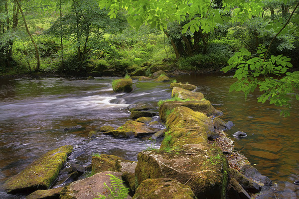 River Derwent Stepping Stones  Picture Board by Darren Galpin