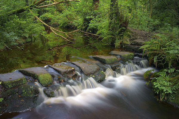 Third Coppice Stepping Stones, Rivelin  Picture Board by Darren Galpin