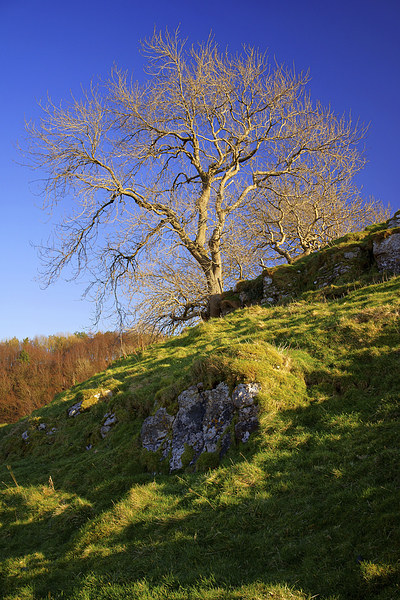 Lone Tree Above Cave Dale  Picture Board by Darren Galpin