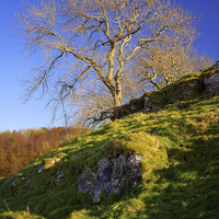 Buy canvas prints of Lone Tree Above Cave Dale  by Darren Galpin