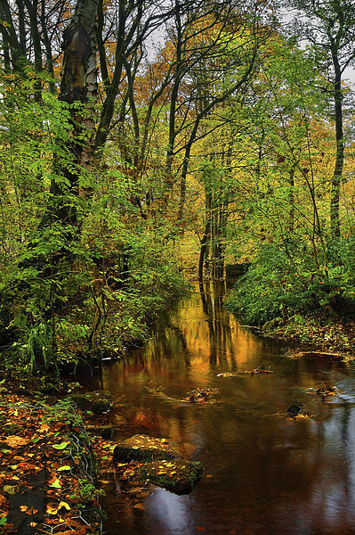 Rivelin Autumn Reflections  Picture Board by Darren Galpin