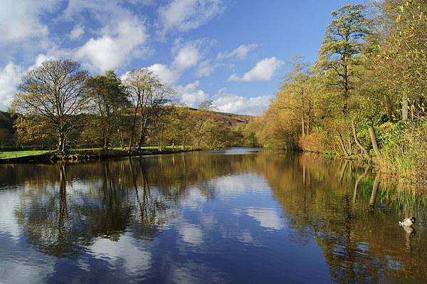 River Derwent Reflections at Bamford  Picture Board by Darren Galpin