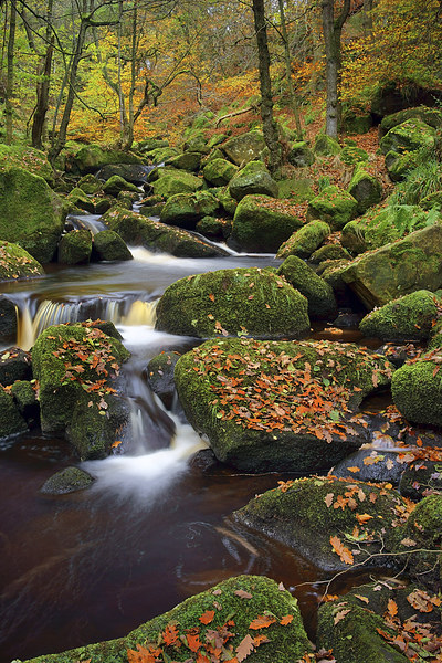 Padley Gorge Autumn Colours  Picture Board by Darren Galpin