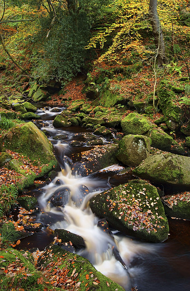 Padley Gorge Autumn Colours 2  Picture Board by Darren Galpin