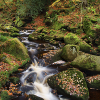 Buy canvas prints of Padley Gorge Autumn Colours 2  by Darren Galpin