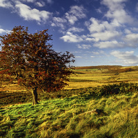 Buy canvas prints of Hawthorn Tree on Little Moor  by Darren Galpin