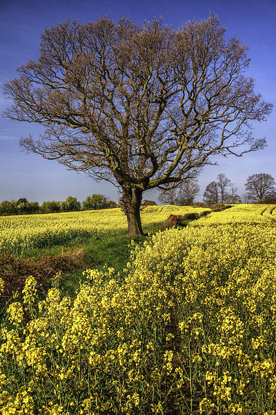 Rapeseed field and Lone Tree  Picture Board by Darren Galpin