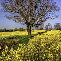 Buy canvas prints of Rapeseed field and Lone Tree  by Darren Galpin