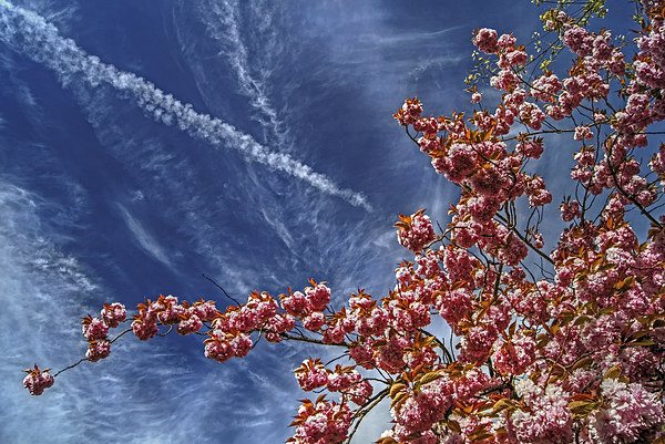 Cherry Blossum Sky  Framed Print by Darren Galpin