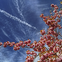 Buy canvas prints of Cherry Blossum Sky  by Darren Galpin
