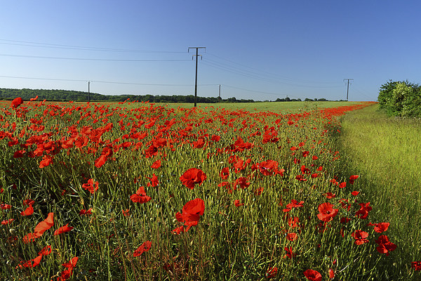 Poppies and Telegraph poles  Picture Board by Darren Galpin