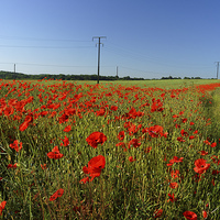 Buy canvas prints of Poppies and Telegraph poles  by Darren Galpin