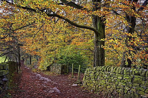 Bamford Path in Autumn  Picture Board by Darren Galpin