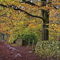 Buy canvas prints of Bamford Path in Autumn  by Darren Galpin