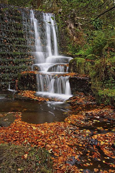 Lumsdale Autumn Leaves and Falls  Picture Board by Darren Galpin
